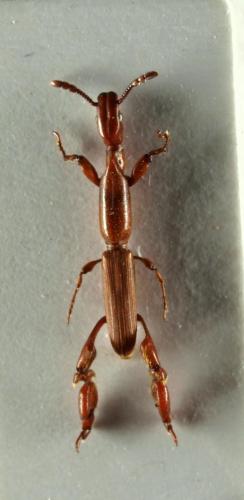 Réf. 54 827 : Cormopus distinctus