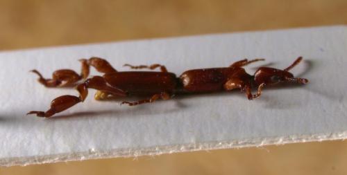 Réf. 54 828 : Cormopus distinctus