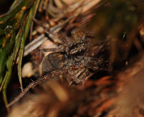 Pardosa sp.