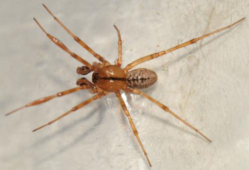 Réf. 54 805 : Stemonyphantes lineatus