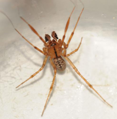 Réf. 54 807 : Stemonyphantes lineatus