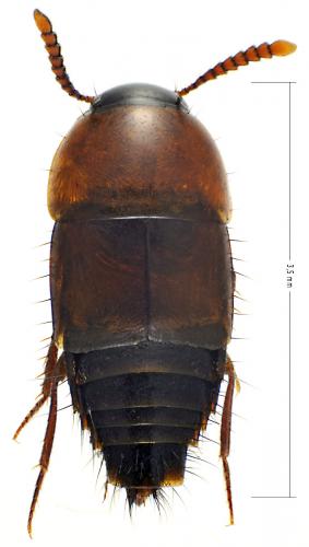 Réf. 54 113 : Lamprinus erythropterus