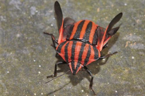 Réf. 54 524 : Graphosoma italicum