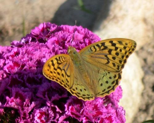 Argynnis pandora