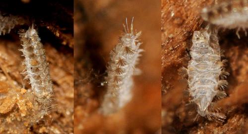 Polyxenus sp.