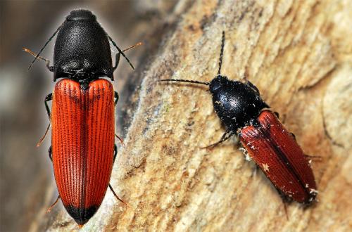 Ampedus praeustus