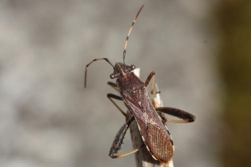 Réf. 54 525 : Camptopus lateralis