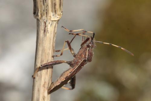 Camptopus lateralis