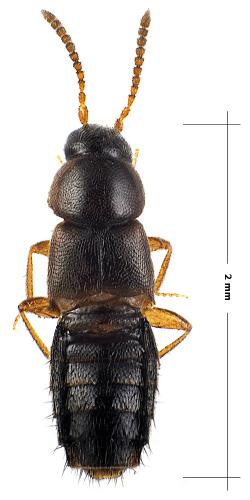 Réf. 54 934 : Aleocharinae inconnu
