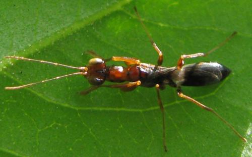 Dryinus collaris
