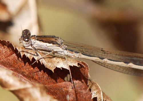 Sympecma fusca