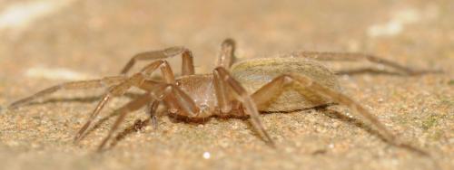 Agraecina_sl sp.