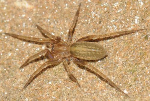 Agraecina_sl sp.