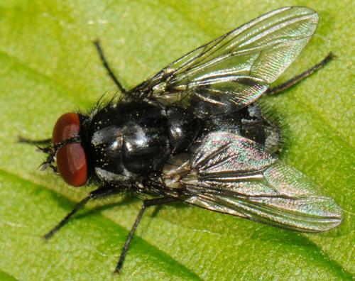 Réf. 54 661 : Polietes domitor