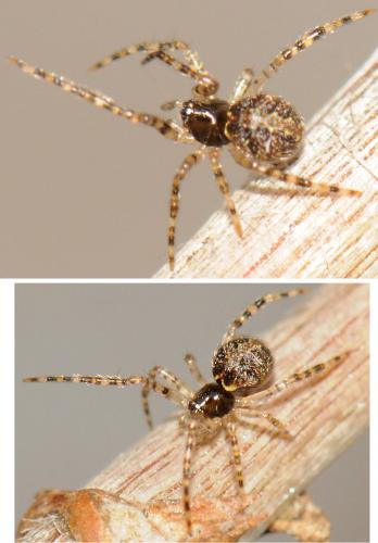 Theridion sp.