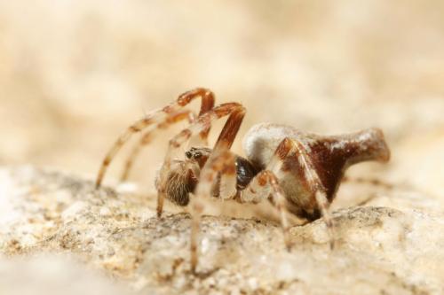 Cyclosa sp.