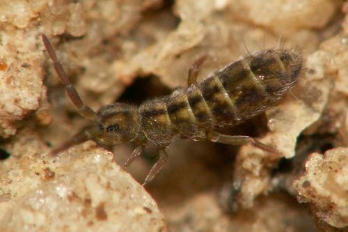 Réf. 54 365 : Isotomurus palustris