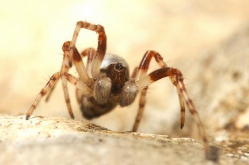 Cyclosa sp.