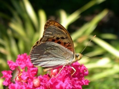 Argynnis pandora