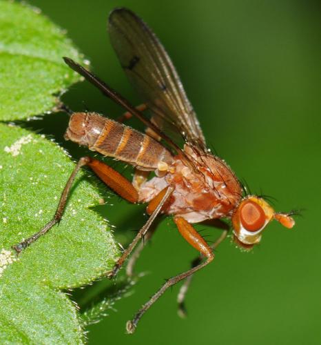 Tetanocera silvatica