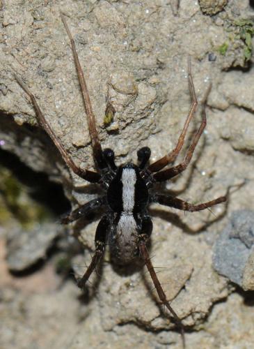Pardosa sp.
