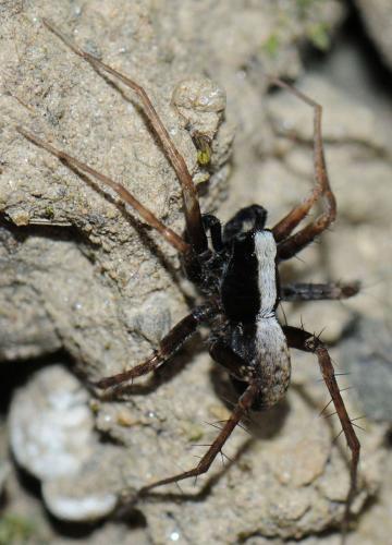 Pardosa sp.