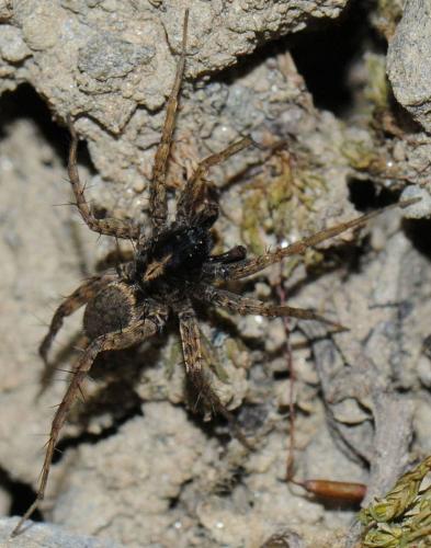 Pardosa sp.