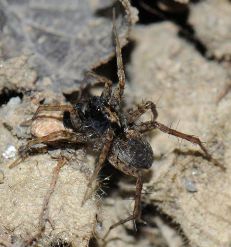 Pardosa sp.
