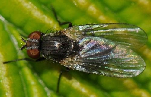 Fannia sp.