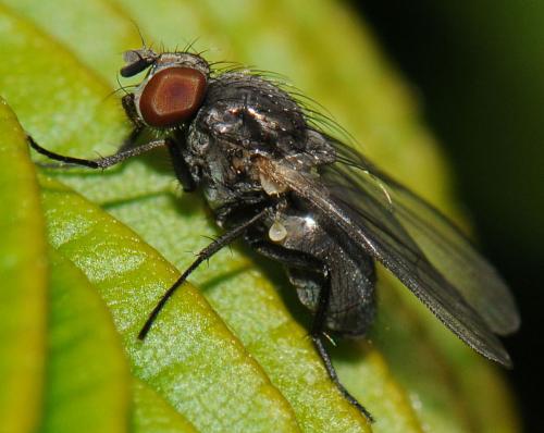 Fannia sp.