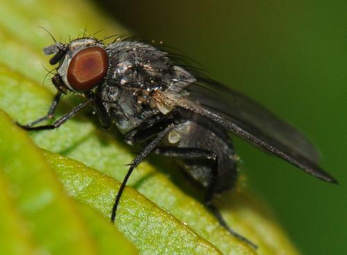 Fannia sp.