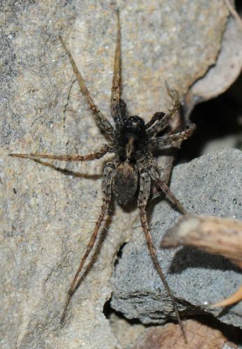 Pardosa sp.