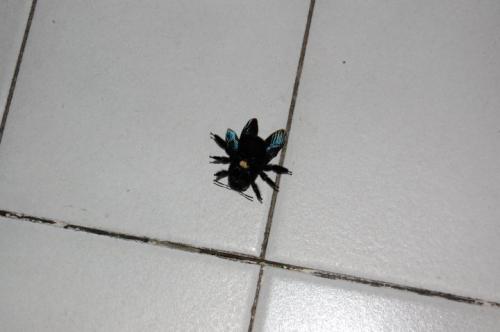 Xylocopa sp.