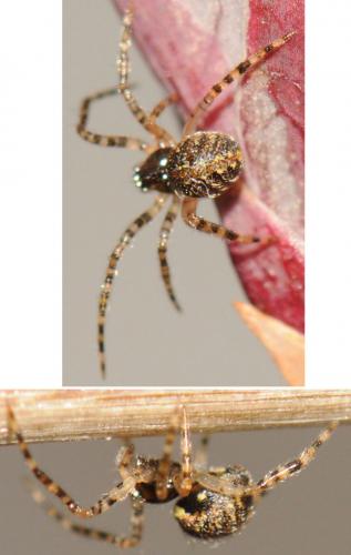 Theridion sp.