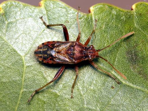 Stictopleurus pictus