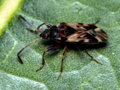 Scolopostethus decoratus