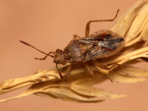 Réf. 54 507 : Rhopalus rufus
