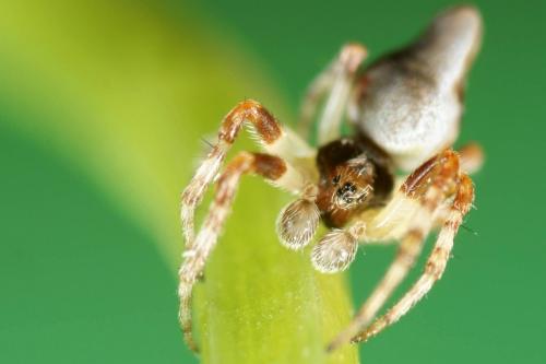 Cyclosa sp.