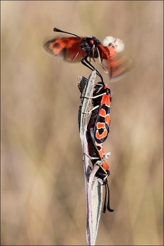 Zygaena fausta
