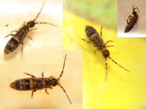 Réf. 54 460 : Orchesella cincta
