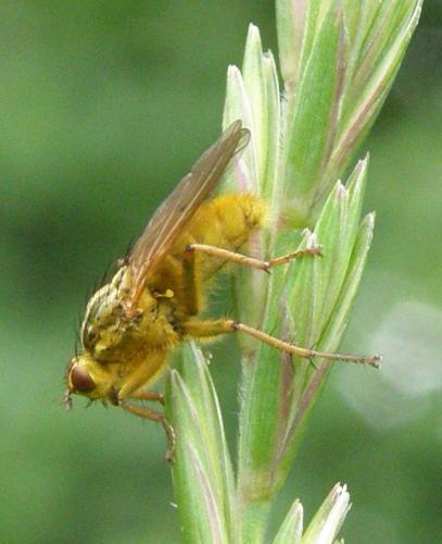 Scathophaga stercoraria