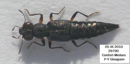Stenus sp.