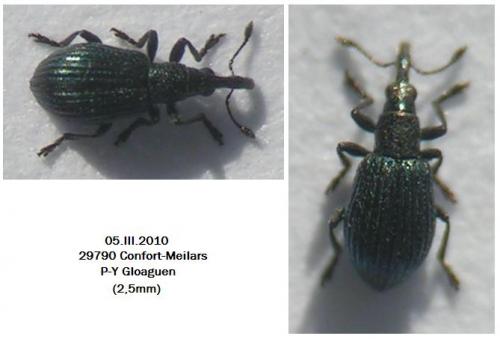 Réf. 54 612 : Ischnopterapion virens