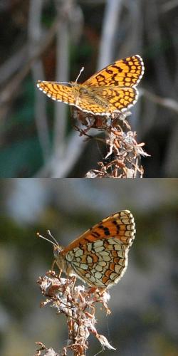 Melitaea deione