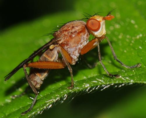 Tetanocera silvatica