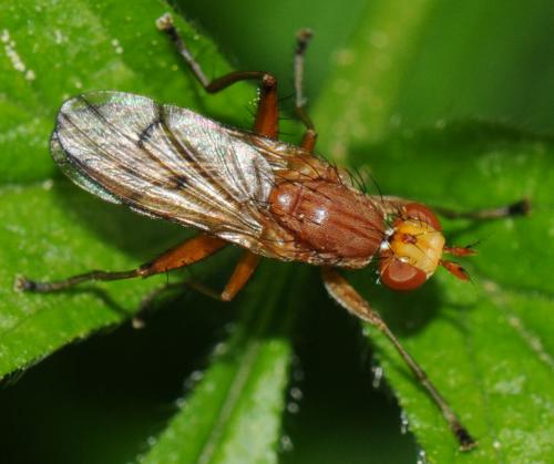 Tetanocera silvatica