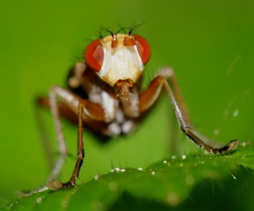 Tetanocera silvatica