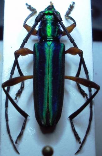 Mionochroma sp.