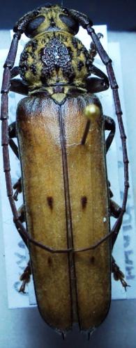 Praxithea travassosi