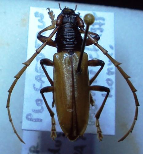 Plocaederus plicatus